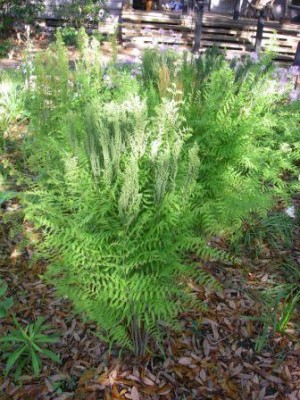 Royal Fern